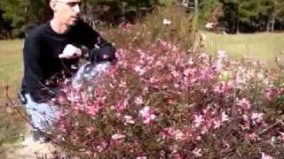 Gaura 'Passionate Blush'