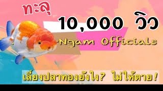 เลี้ยงปลาทองยังไง ไม่ให้ตาย (เคล็ดไม่ลับ10นาที)