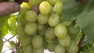 Сорт винограда "Княжья булава" - сезон 2019 # Grape sort "Knyazhya bulava"