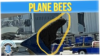 Flight Delayed After Massive Swarm of Bees Latches to Plane's Wing