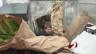 Tropical plants find a new home in Dayton