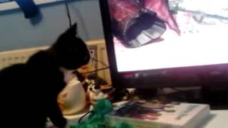 Mojo watching ice age