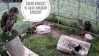 Сова филин Ёль прибирает крыску на потом: пусть ждёт ужин!