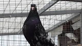 Свердловские высоколетные голуби коричневомраморные белоносые.Russian pigeons highfliers  Sverdlovsk