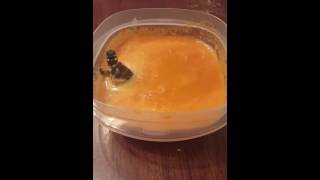 Carrot soak for our Eastern Painted Turtle