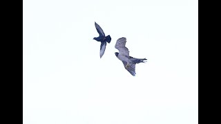 Ястреб опять атакует моих голубей | Goshawk attacks pigeons
