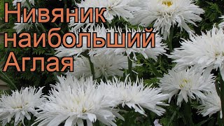 Нивяник наибольший Аглая (aglaia) ? обзор: как сажать, рассада нивяника Аглая