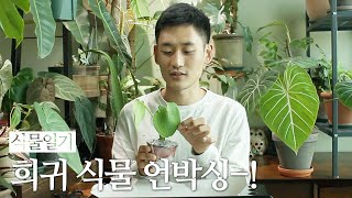 식물일기 EP4: 희귀식물 언박싱. 침실 정원 새식구.