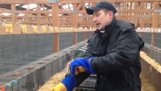 Норкова ферма. Данія. Процес заміни клітки.