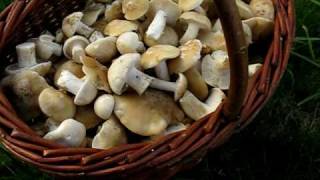 Čirůvka májovka - Calocybe gambosa