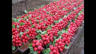 Вакуумная сеялка редиса! + и - сы...
