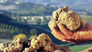 10 САМЫХ ДОРОГИХ ВЕЩЕЙ В МИРЕ. Бизнес идеи для заработка денег