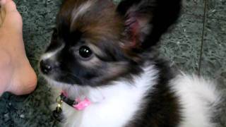 papillon Mia 8wks & 4 days, "Do you want some chicken?"