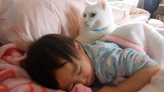 子供を守る猫　ヒメちゃんと猫ちゃんはお友達