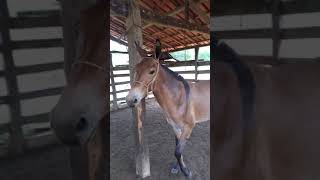 Lindo burro da fazenda pega