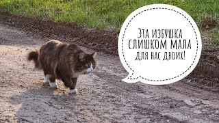 Внезапное котиное противолежание. Кот Мурлок троллит кота Бонифация. А что, драки не будет?