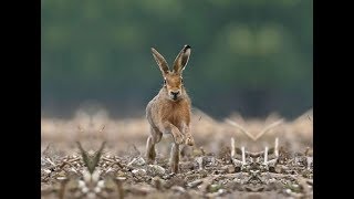 Охота на зайца. Открытие 2017. Hunting for hares