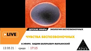 Детский эфир "Чувства беспозвоночных" рубрики "Экология беспозвоночных" с Вадимом Марьинским