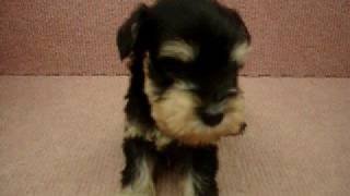 09/04 éªç´ç Mini.Schnautzer-æ¯å¹¼ç¬3è-æ¥æ°ç¬è