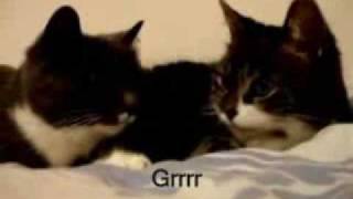 GATOS QUE HABLAN