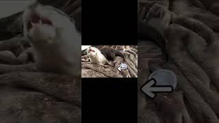 寝ているところにジャーキーを置いたら衝撃の結果が…！？ Put a jerky on the otter sleeping #shorts #animal