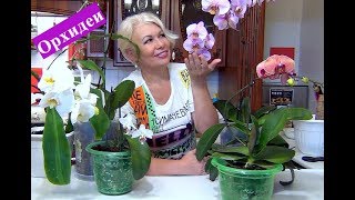 ?Орхидея будет цвести очень долго.Соблюдай эти правила. Орхи за 99 рублей.