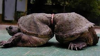 10 صورة صادمة تعكس نتائج تلوث البيئة