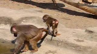 Małpy w Warszawskim ZOO