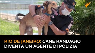 Rio de Janeiro: cane randagio diventa un agente di polizia