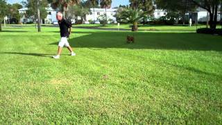 Puppy Long Line Training - Kent & Jed