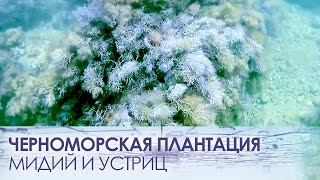 Черноморская плантация мидий и устриц