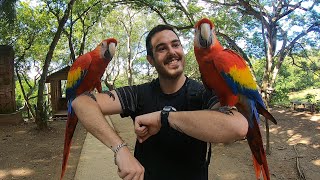 Viaje a Roatan (Honduras) 2019-2020 (E-Dubble, Make like a tree)