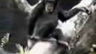 Affe steckt sich den Finger in den Arsch!