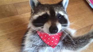 Melanie Raccoon celebrates England's win in Euro 2016 match