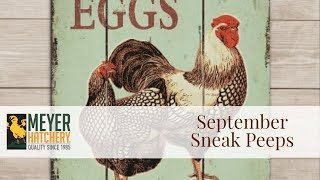 Sneak Peeps - What's New in the Meyer Hatchery Store?