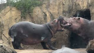 More than a Mouthful Hippo Fiona - Cincinnati Zoo #shorts