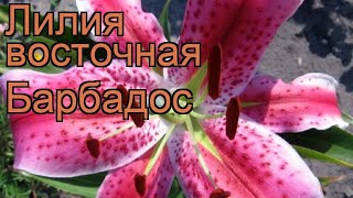 Лилия восточная Барбадос (lilium) ? лилия Барбадос обзор: как сажать луковицы лилии Барбадос