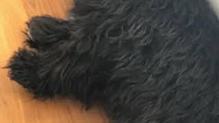 This podcast has havanese!!!!! Dog Hotel!