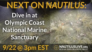 Next on Nautilus: Dive in at Olympic Coast National Marine Sanctuary
