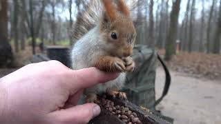О белке с Оторванным Ухом / About a squirrel with a Torn Ear