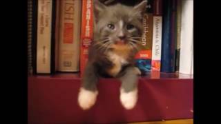 【超絶可愛い】何故？本棚で「ごめん寝」する子猫