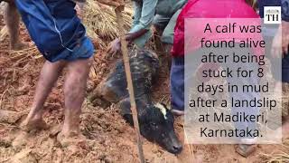 Calf rescued after being stuck for 8 days in Karnataka landslide