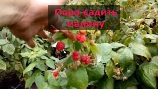 Пора садить малину, купить саженцы малины