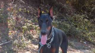 DOBERMANN PELIGROSO?