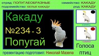 Какаду. Попугай. Голоса птиц