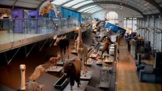 Brussels museum of natural science Thakafia