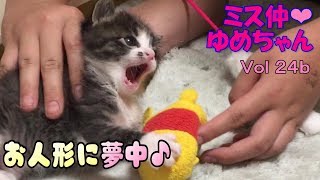【子猫 成長記録24b】お人形に夢中な子猫の姿に癒される♩【cute kitten 24b】