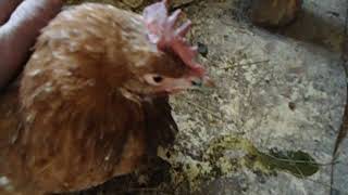 Лечение курицы несушки