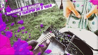 ГЛУХАЯ ТАЙГА НАТКНУЛСЯ НА МЕДВЕЖИЙ СЛЕД СКОЛЬКО МОЖНО ЗАРАБОТАТЬ НА СБОРЕ ЧЕРНИКИ ЗА ДЕНЬ В  ЛЕСУ!