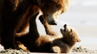 Bears Trailer 2014 Disney Movie - Official [HD]